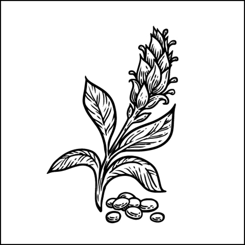 CHIA SEEDS | Smoothie Factory